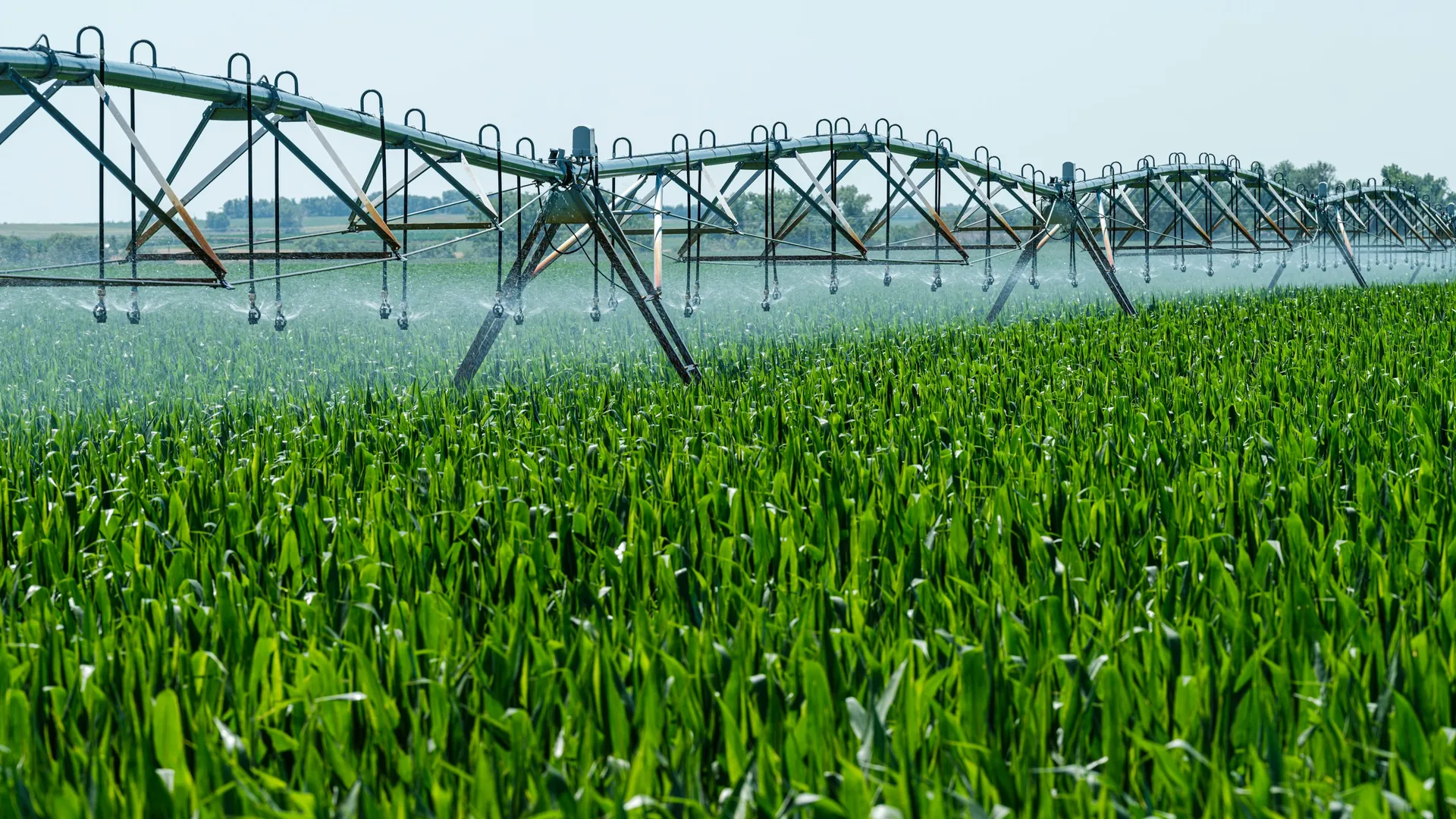 Centre-pivot irrigation system watering a field of corn